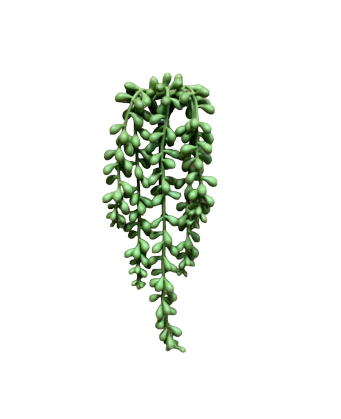 String of Pearls Faux Greenery 13”