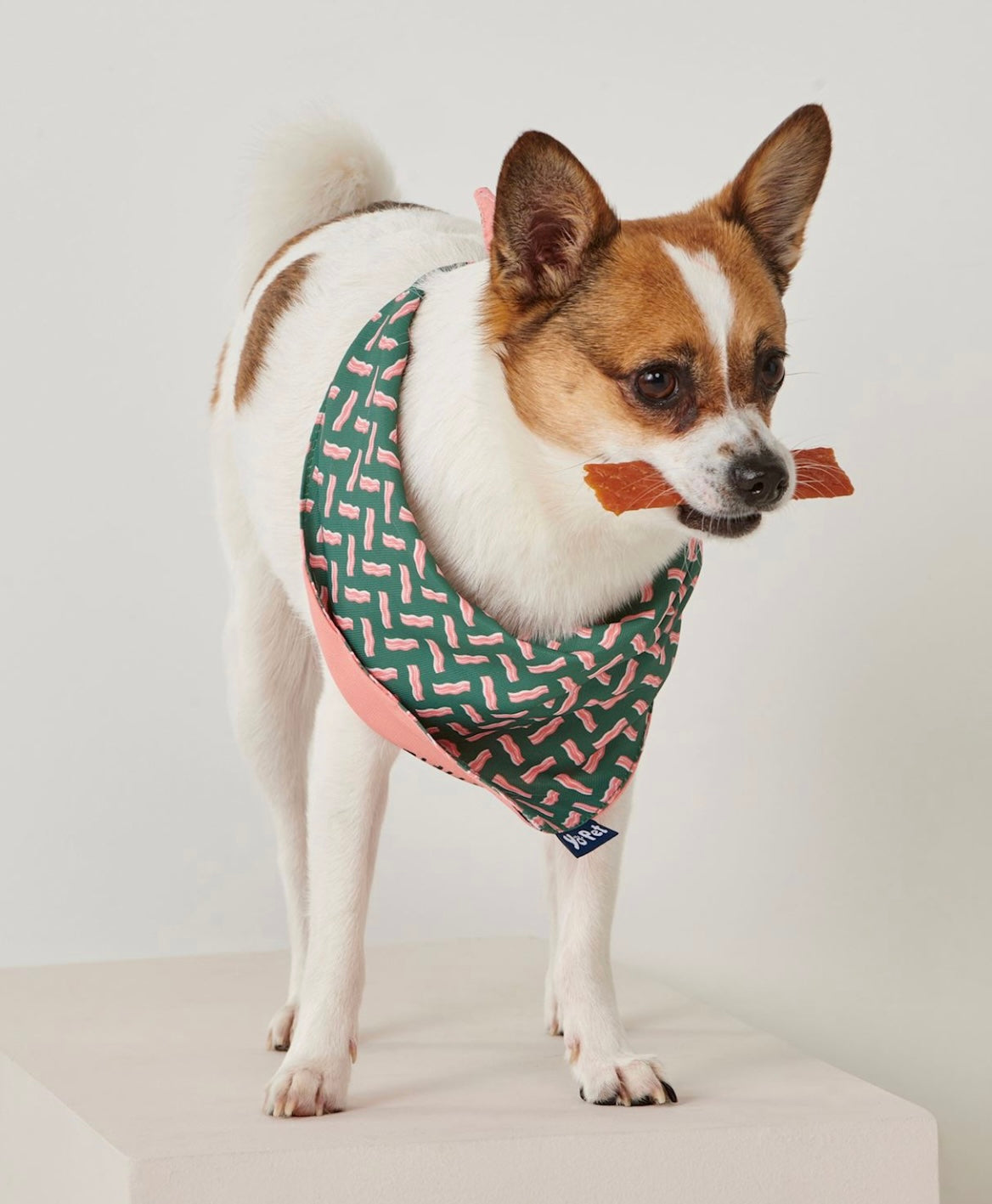 Treat Tester Pet Bandana