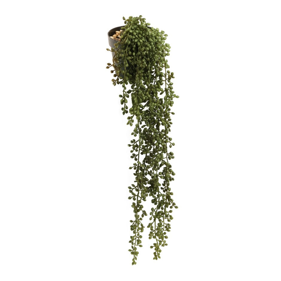 String of Pearls Potted Plant