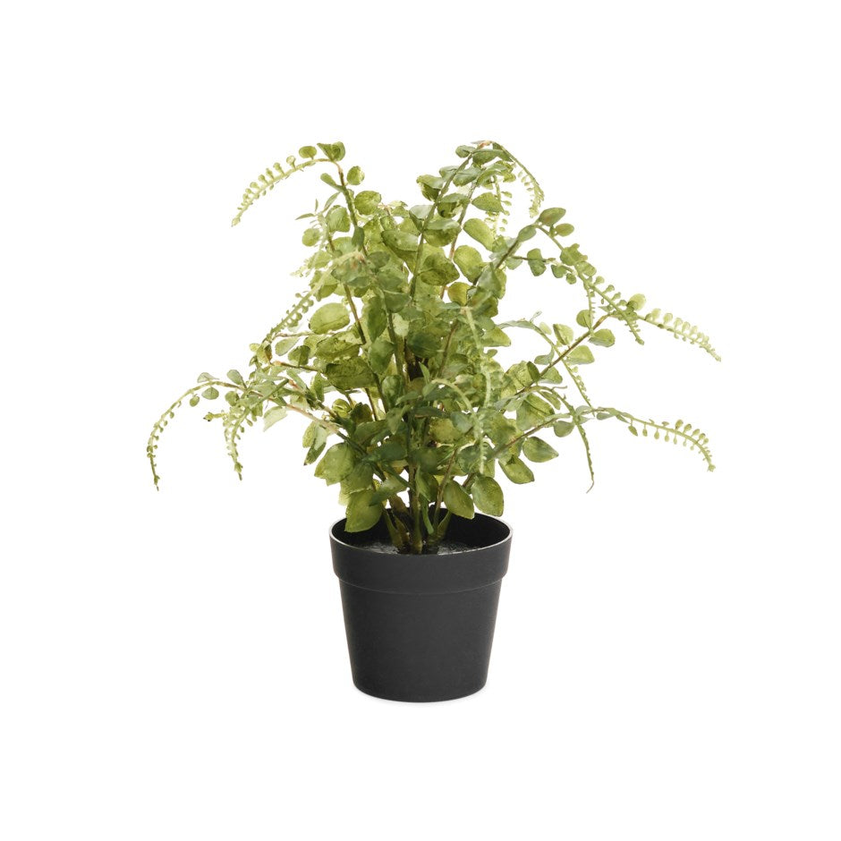 Fern Potted Plant