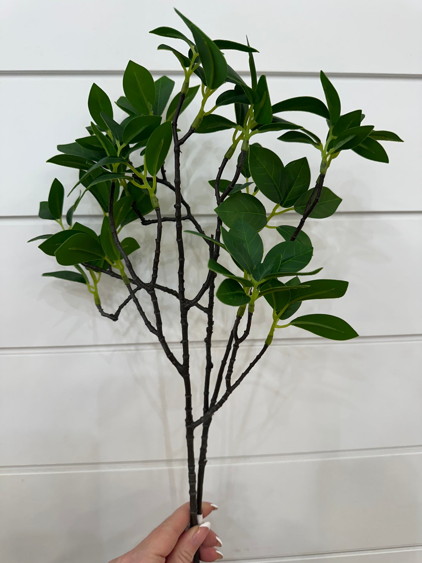 Green Ficus Spray