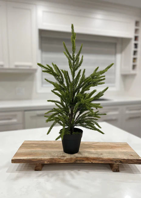 19” Fresh Touch Norfolk Pine