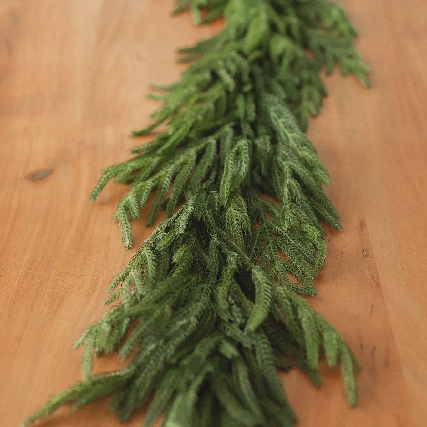 Norfolk Pine Garland