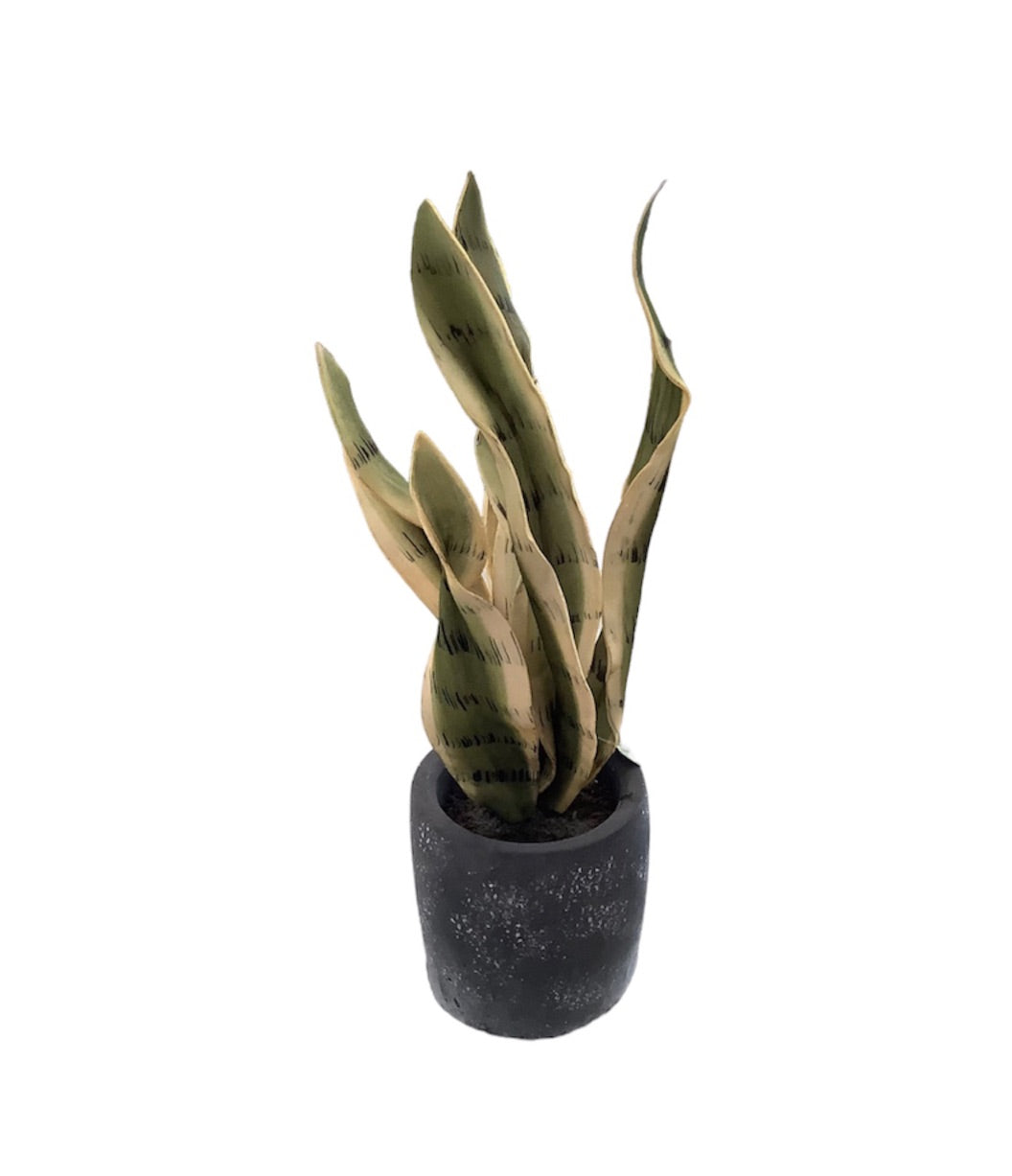 Faux Snake Plant in Cement Pot
