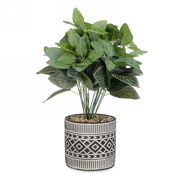 Foliage Plant w/ Black + White Aztek Pot