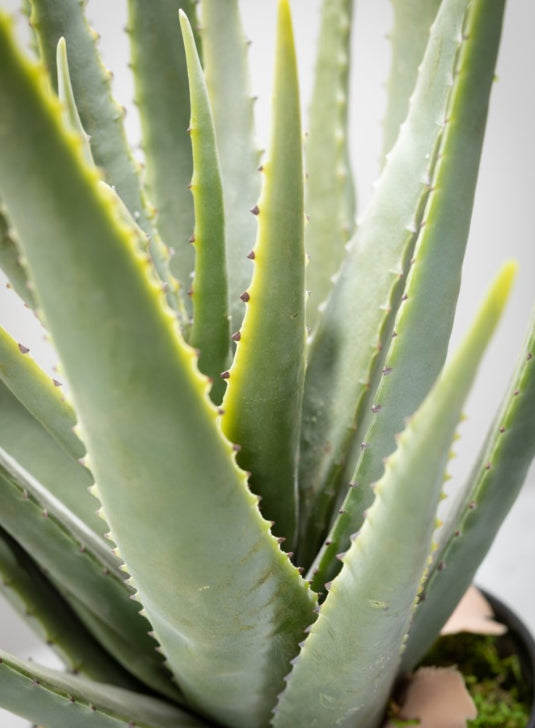 Faux Large Potted Aloe