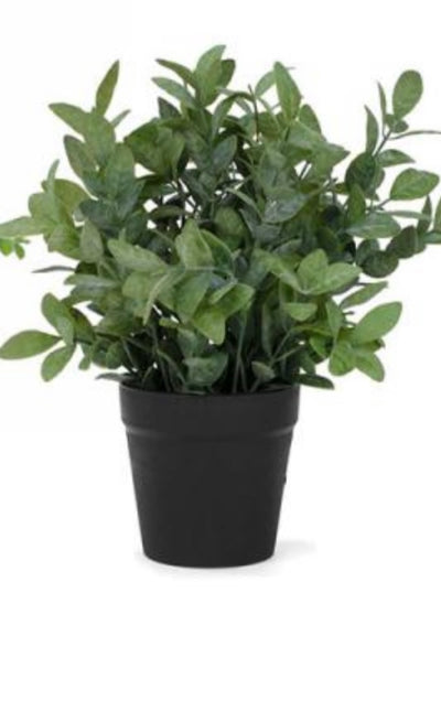 Potted Foliage Plant